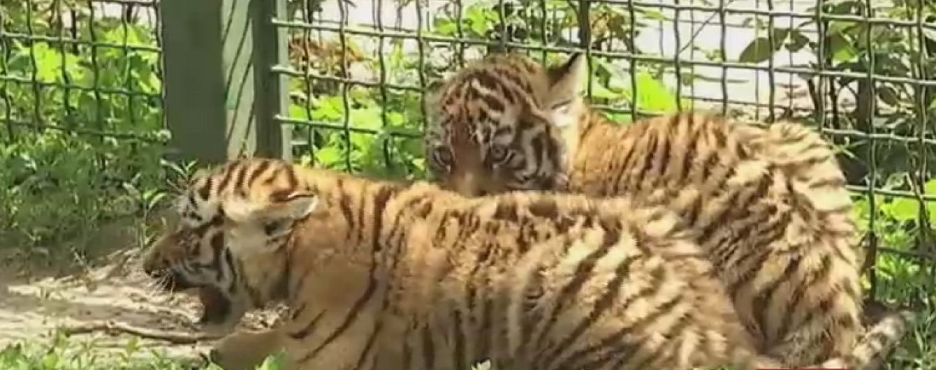 У Харківському екопарку показали новонароджених амурських тигренят
