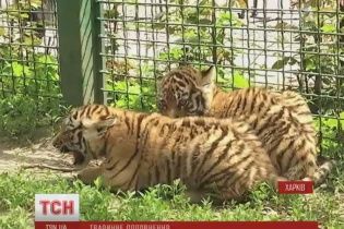 В Харьковском экопарке показали новорожденных амурских тигрят