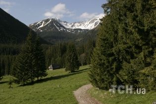 Через лазівку у законодавстві у Карпатах масово вирубують рідкісні праліси