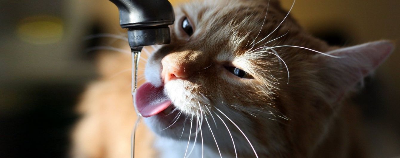 Морду - у воду. Як урятуватися від спеки. Пояснюємо на котиках
