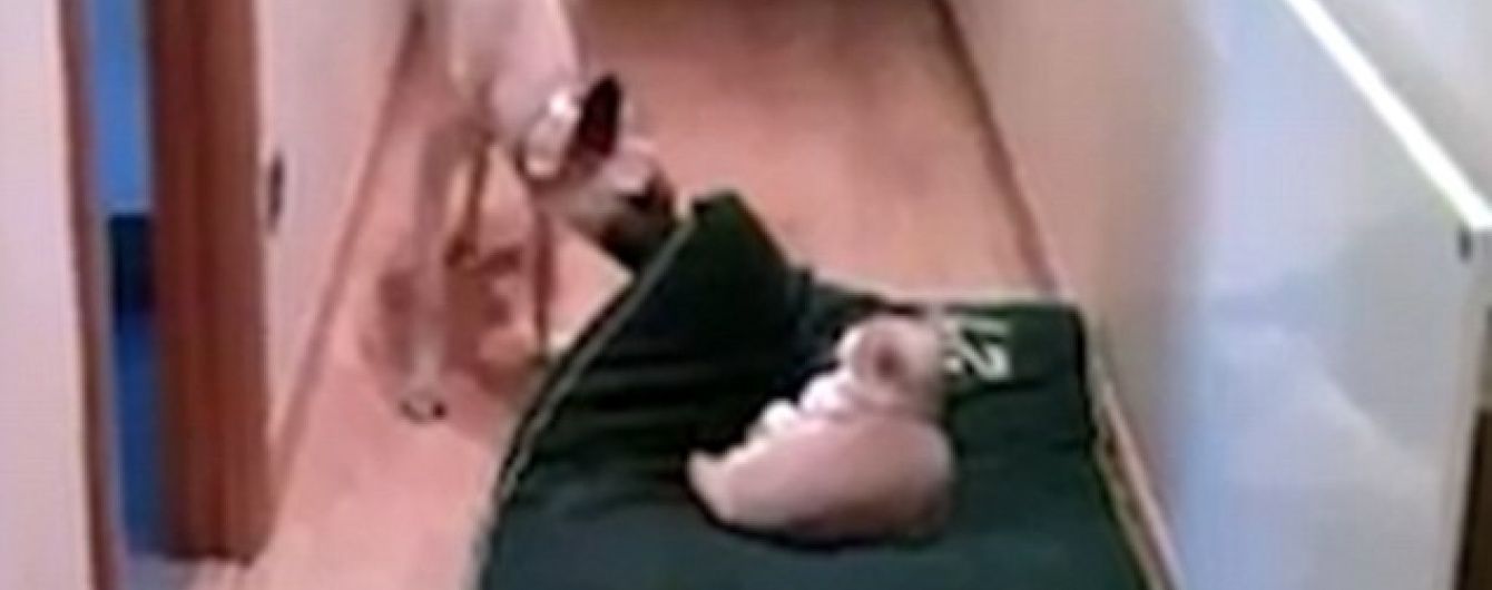 Користувачів Мережі розвеселило відео, на якому собака намагається прогнати кота зі свого ліжка