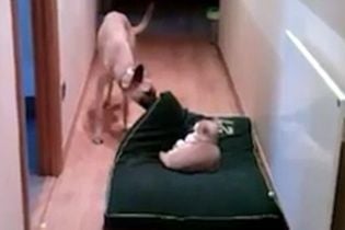 Користувачів Мережі розвеселило відео, на якому собака намагається прогнати кота зі свого ліжка