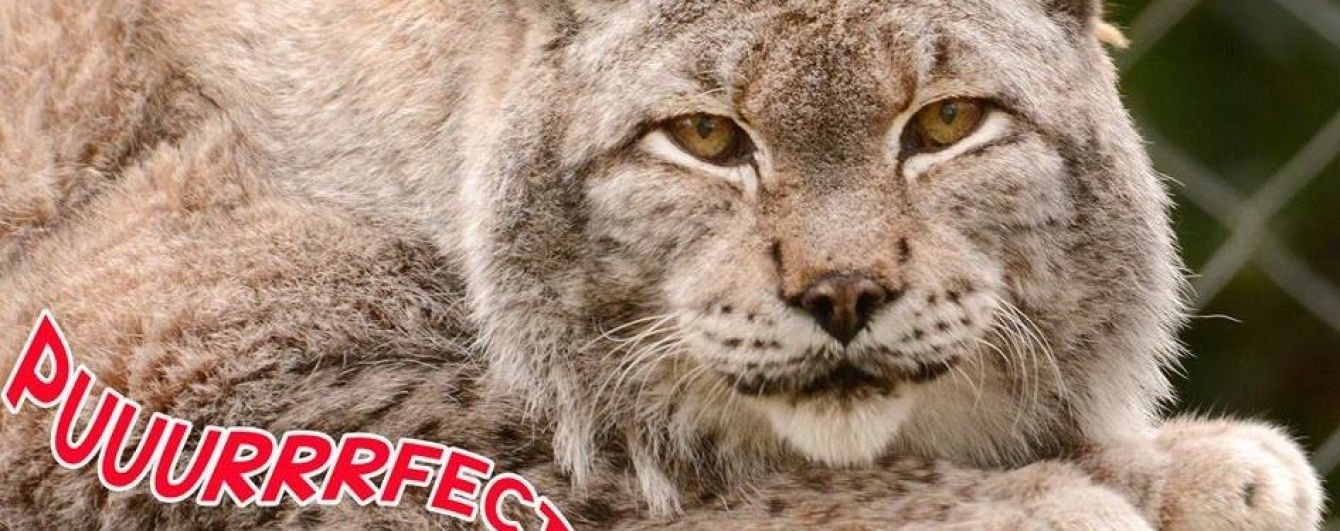 З британського зоопарку через підкоп втекла карпатська рись