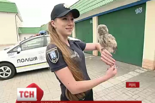 У Рівному в поліцію взяли сову Патрульку
