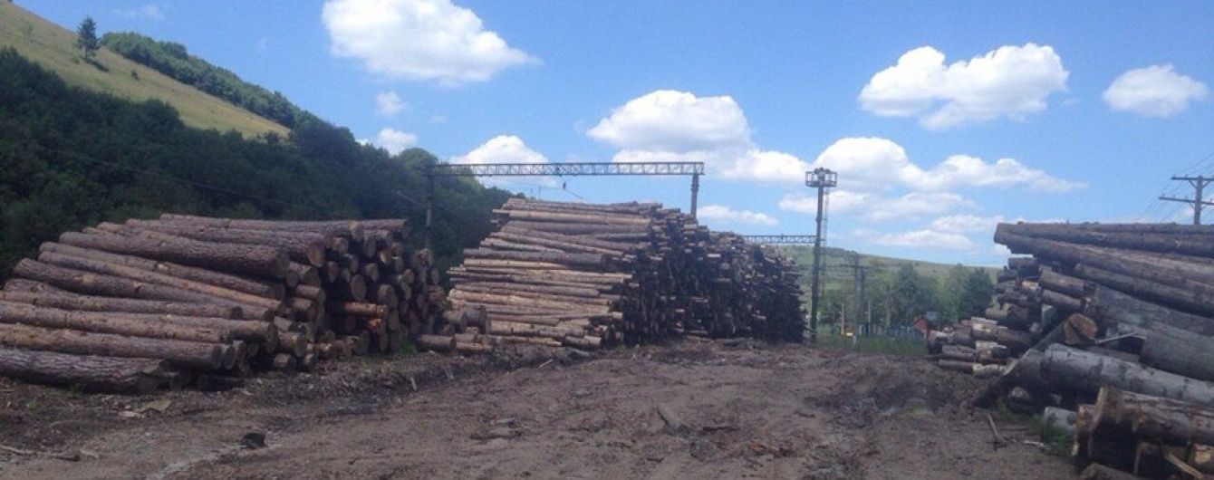 На Закарпатье раскрыли схему масштабных хищений леса