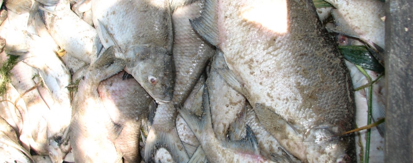 На Кіровоградщині в річці загинули десятки тонн риби