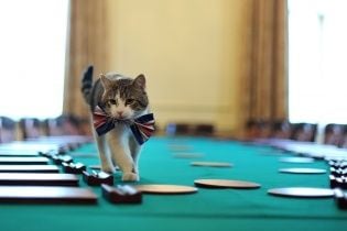 Зірки Instagram та коти-мільйонери. Найвідоміші пухнастики, які прославилися на весь світ