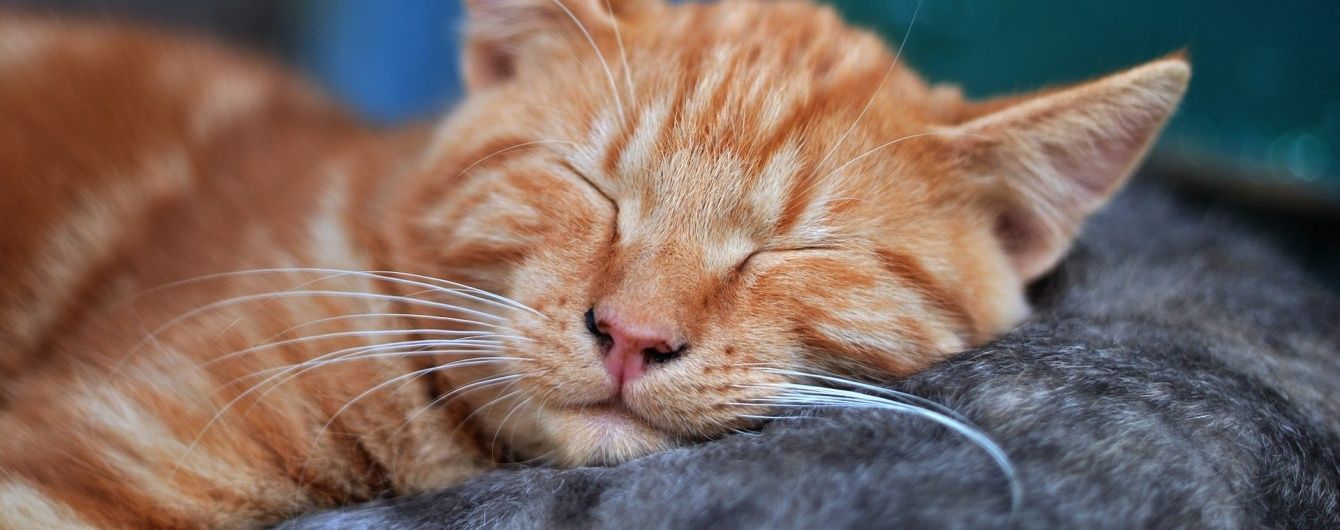Музика для котів. У Британії записали диск винятково для чотирилапих