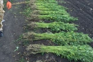 На Луганщині фермери вирощували коноплі для підтримки "ЛНР"