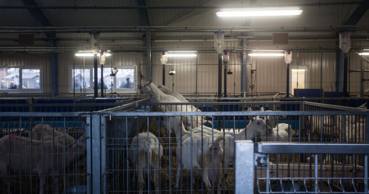 Бизнес по-украински: истории бельгийского и отечественного фермеров, которые борются против системы
