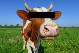 Спасатели на Львовщине веревками вытащили корову из ловушки
