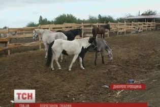 На Днепропетровщине хоспис ищет волонтеров для лошадей