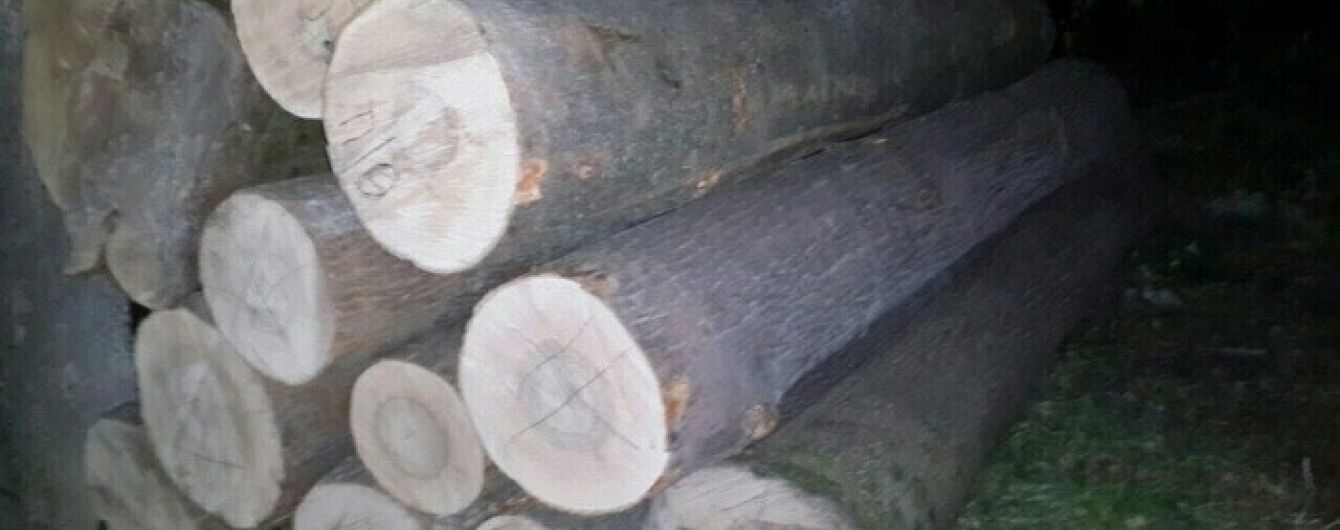 На Чернігівщині лісник із бізнесменом вирубували і торгували цінною деревиною