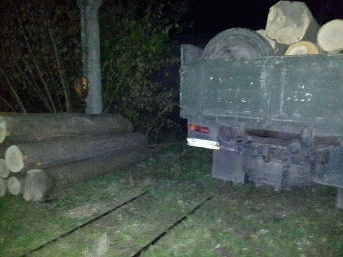 На Чернігівщині лісник із бізнесменом вирубували і торгували цінною деревиною_2