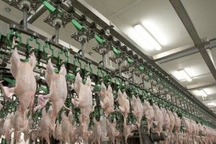 В Европарламенте изменили правила беспошлинных поставок украинской курятины
