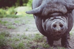 На "Хортиці" запровадили карантин через спалах африканської чуми