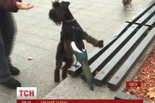 В Одесі собаки разом з сорокою підспівували гімн міста