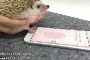 Соцсети покоряет видео, на котором ёжик своей крошечной лапкой разблокирует IPhone