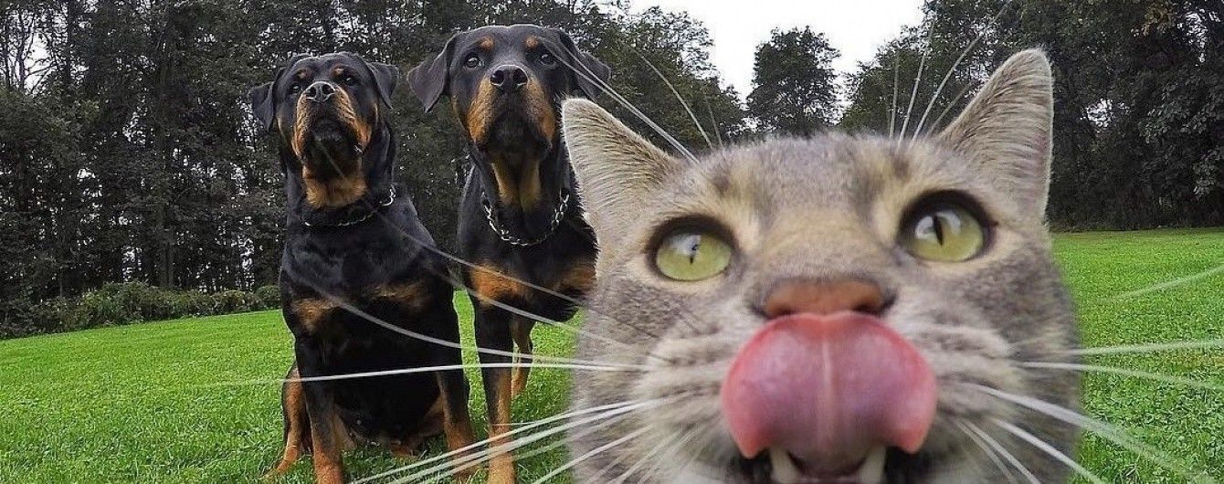 Заплаканий прем'єр Канади та Instagram кота, який майстерно робить селфі. Тренди Мережі