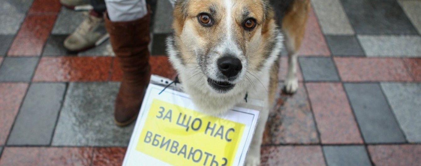 У Дніпрі захисники тварин вимагали посилити покарання для шкуродерів