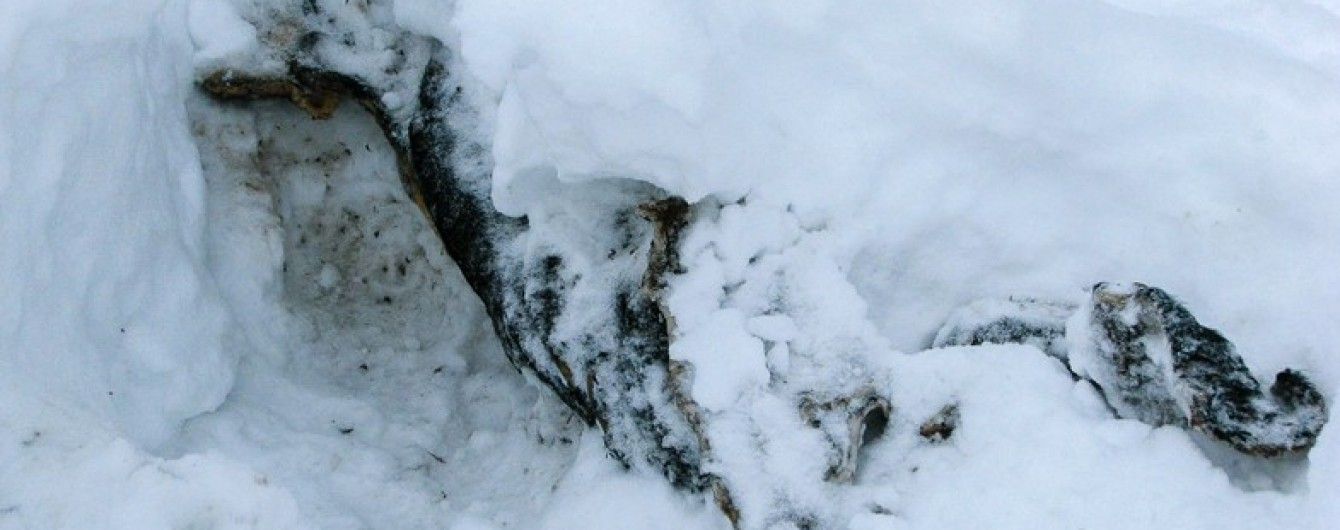 На Харківщині собака знайшов тіло демобілізованого військового