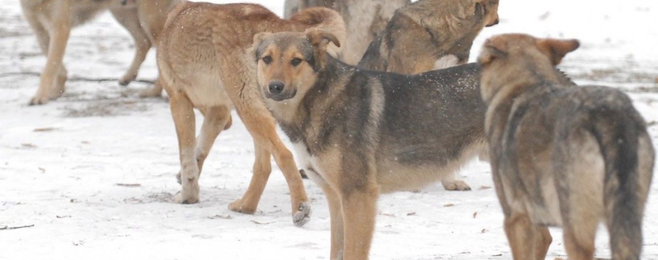 Чтобы не замерзли: в Кременчуге бродячих собак одели в свитера