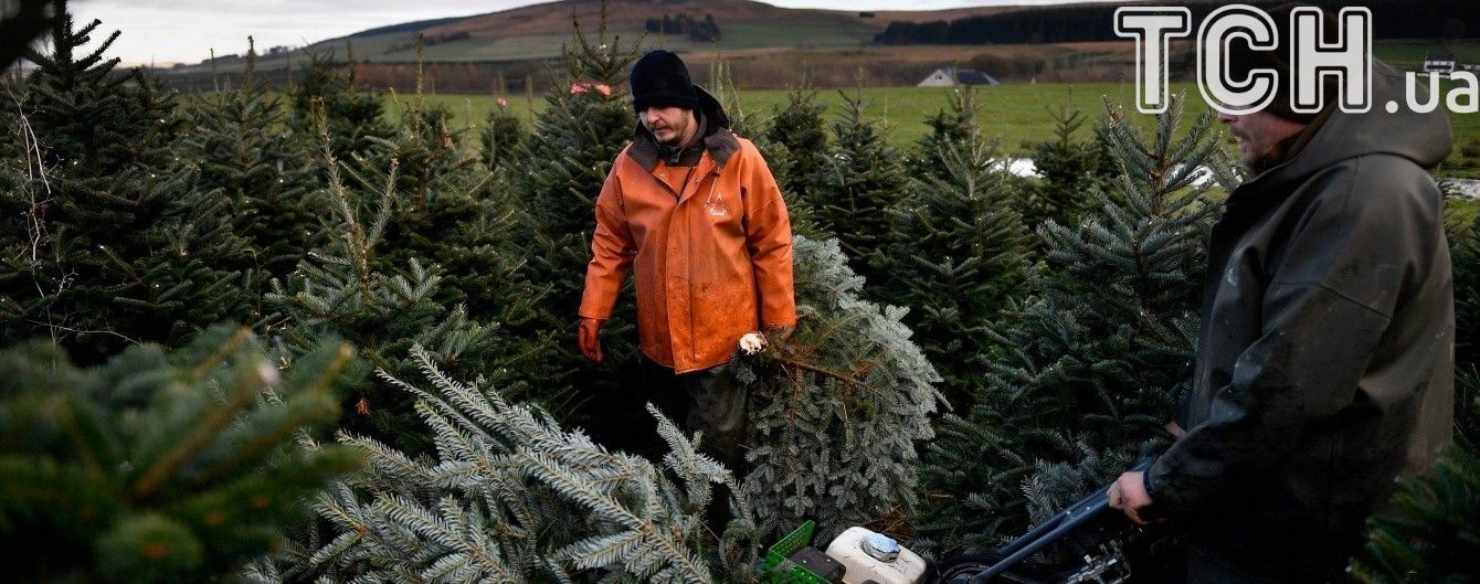 У лісах під Києвом посилили патрулі проти ялинкових браконьєрів