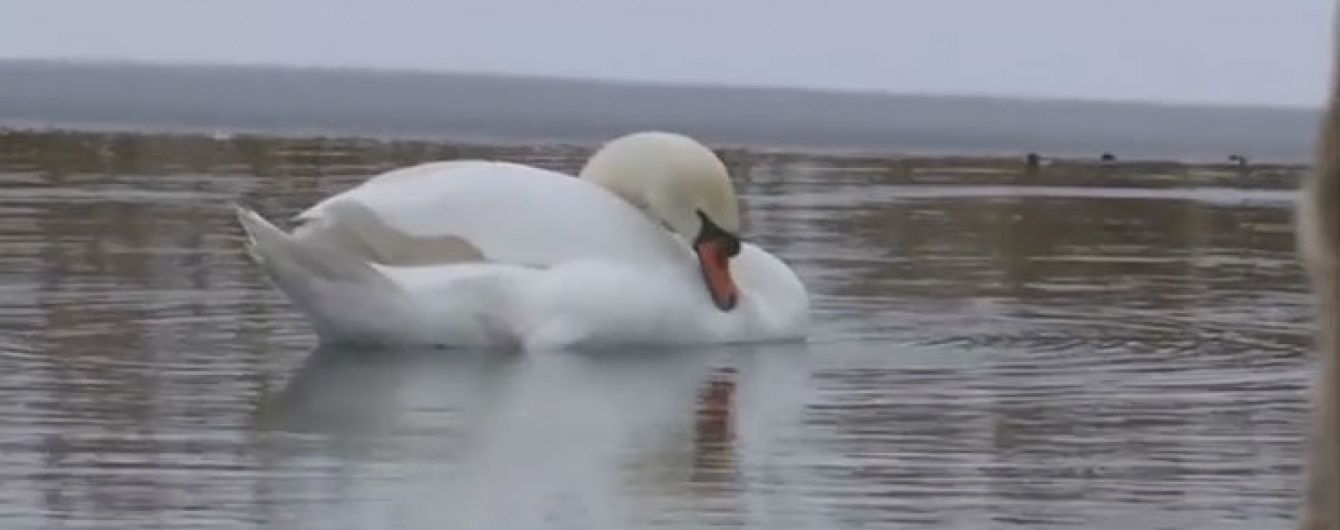 На Житомирщині рятують пару лебедів від морозів і самотності