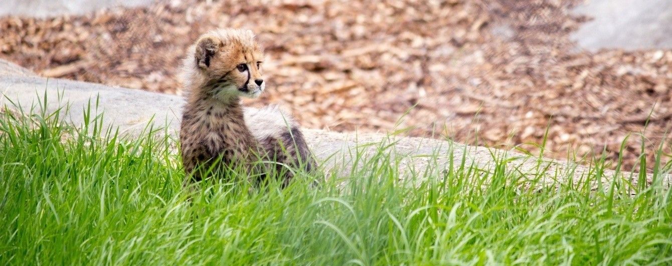 У Нідерландах шестеро дитинчат гепардів уперше вийшли до відвідувачів зоопарку