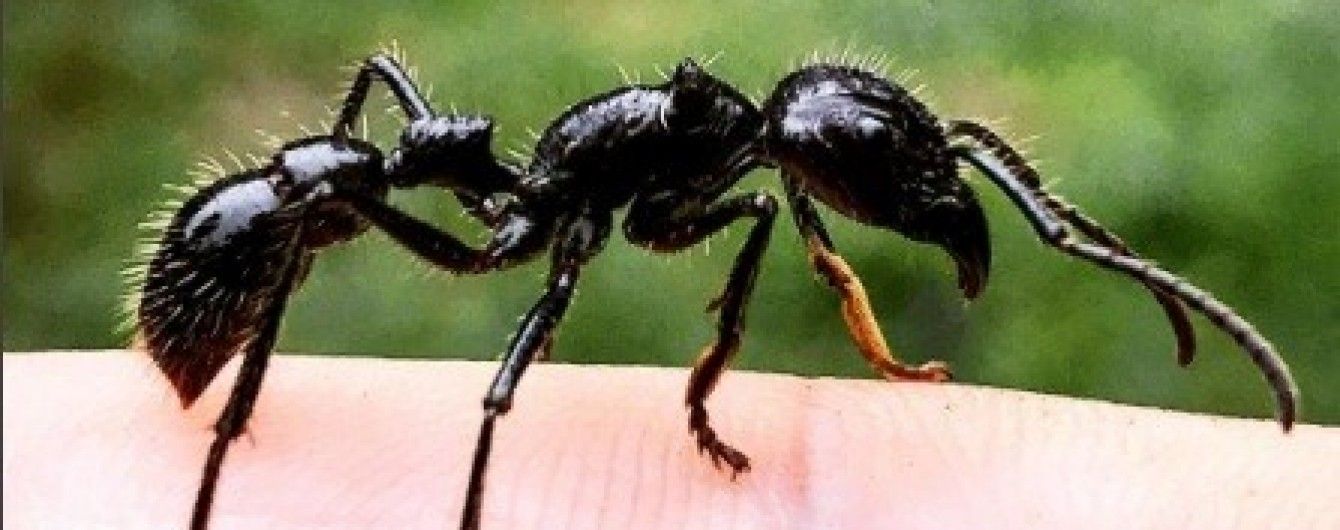 Ученый испытал на себе лютую боль от укуса самого ядовитого насекомого в мире