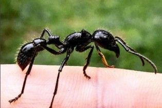 Ученый испытал на себе лютую боль от укуса самого ядовитого насекомого в мире