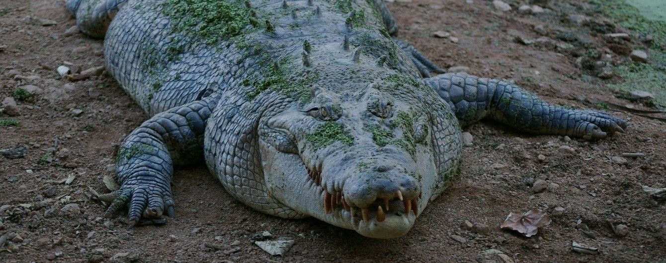 В Австралії туристи провели ніч на даху машини у річці повній крокодилів