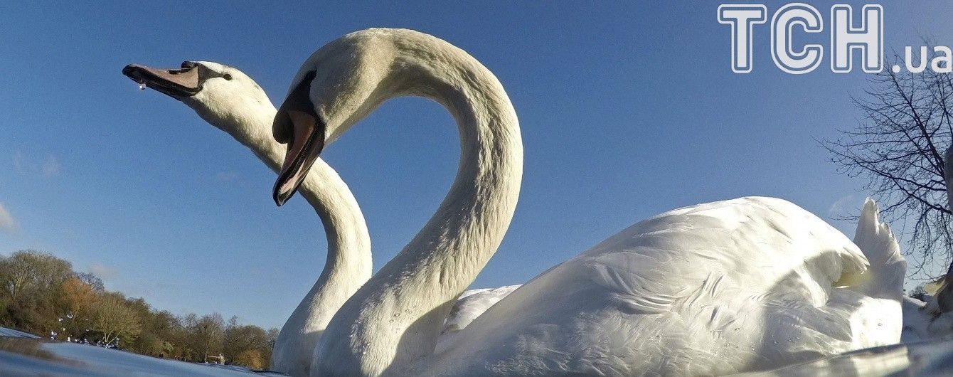 Під Одесу почали злітатися на зимівлю лебеді