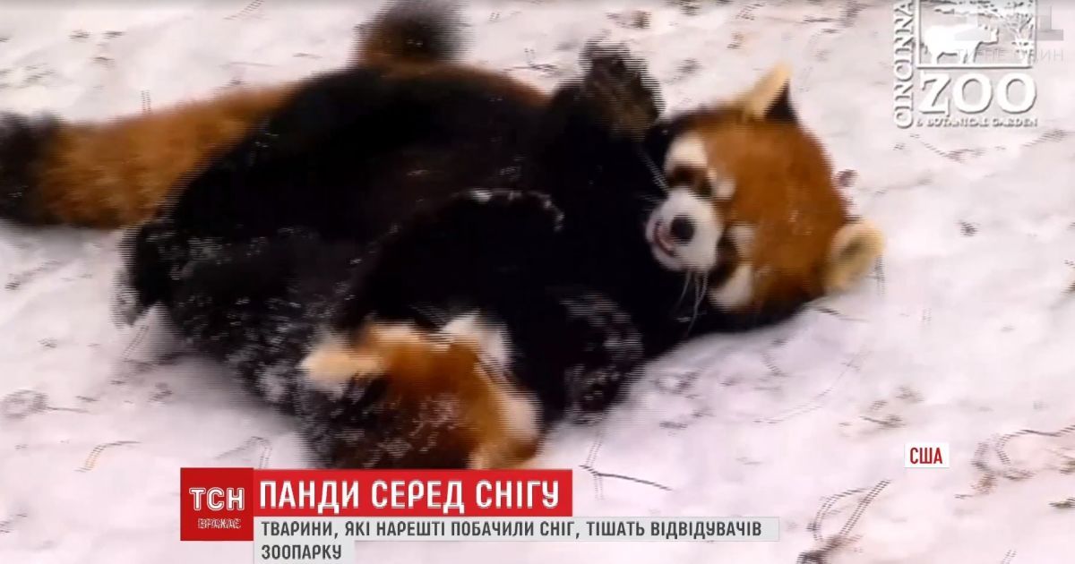 Панды в снегу. В США зверушки встретили холод веселыми играми