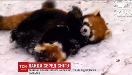 Панды в снегу. В США зверушки встретили холод веселыми играми
