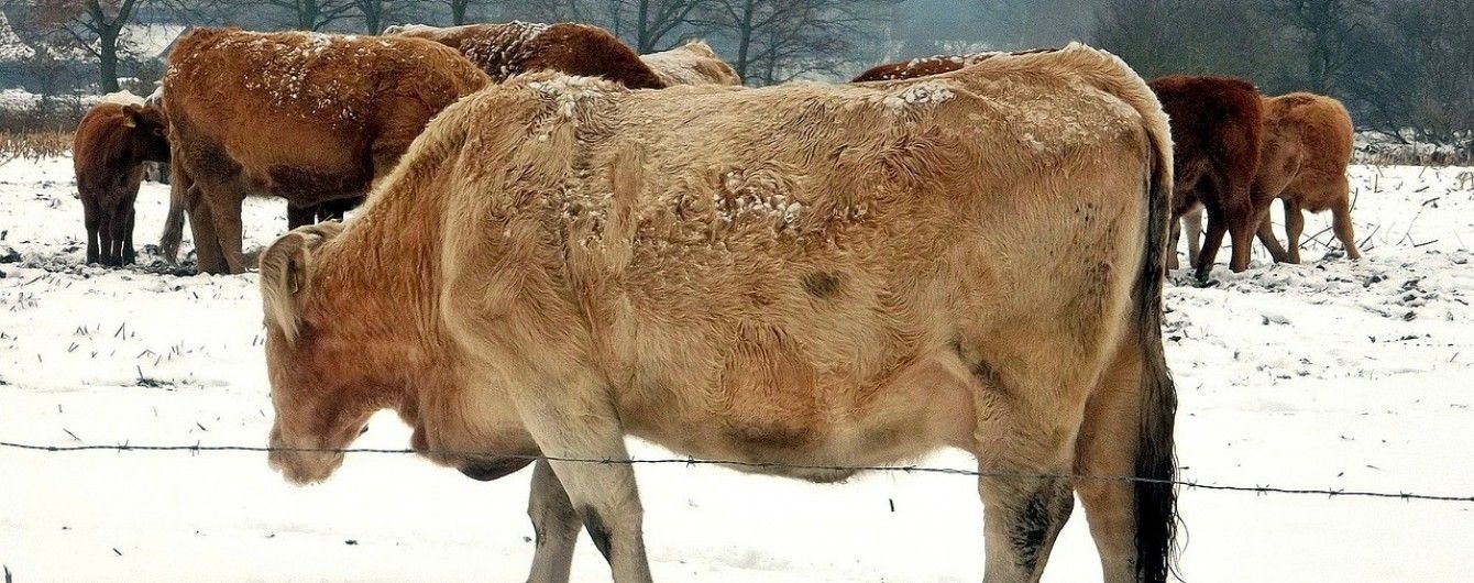 На Прикарпатье селяне обвиняют соседа в издевательстве над 10 коровами