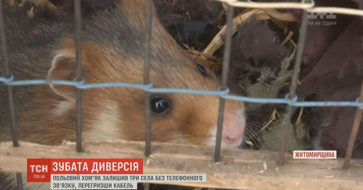 Полевой хомяк оставил без телефонной связи три села на Житомирщине