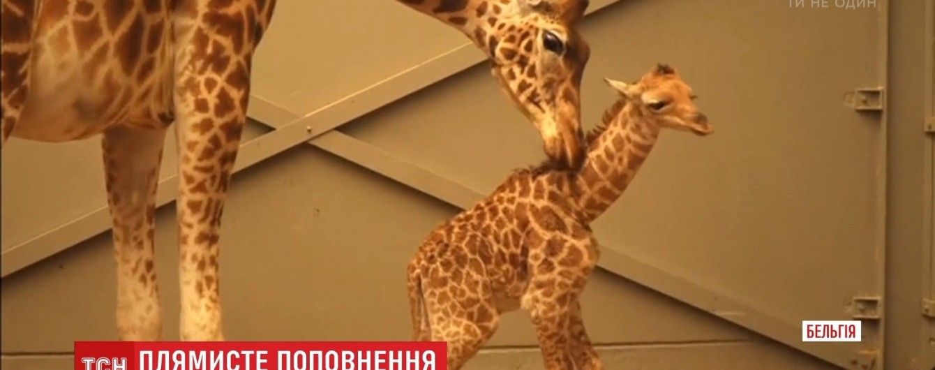 В бельгийском зоопарке родился забавный жирафенок