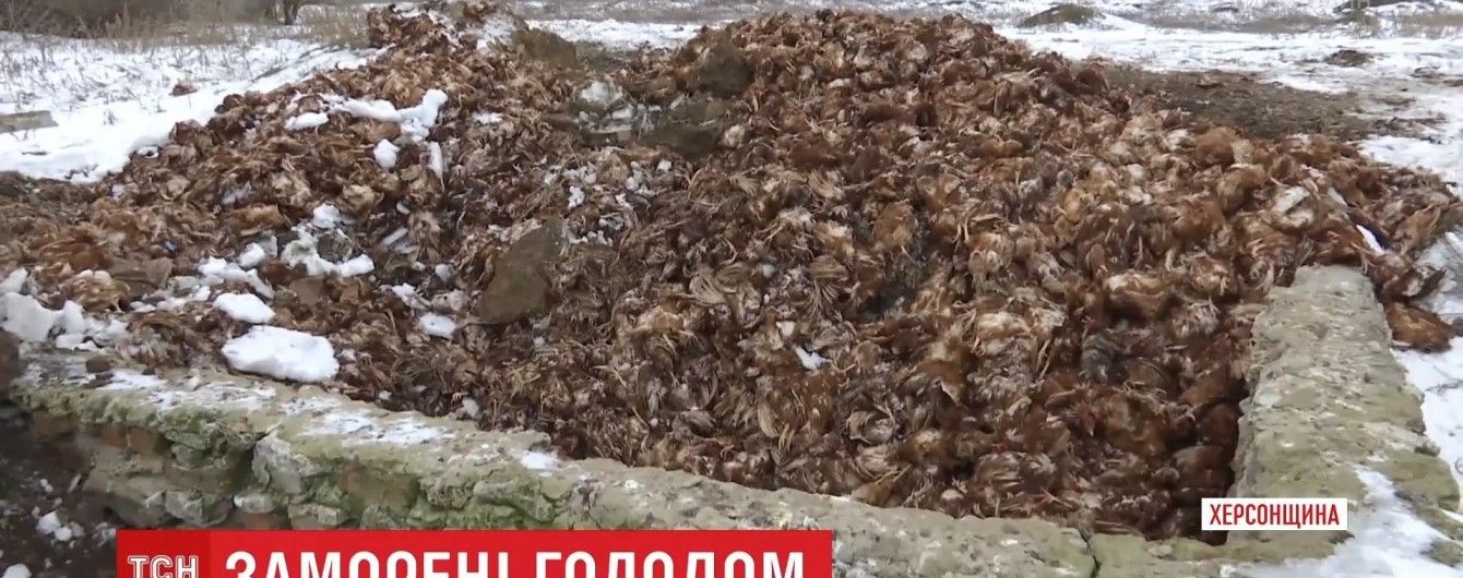 На Херсонщине фермерское хозяйство заморило голодом 80 тысяч кур