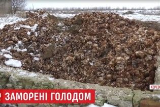 На Херсонщине фермерское хозяйство заморило голодом 80 тысяч кур