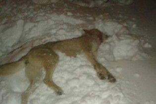 На Черниговщине на мужчину напал бешеный волк