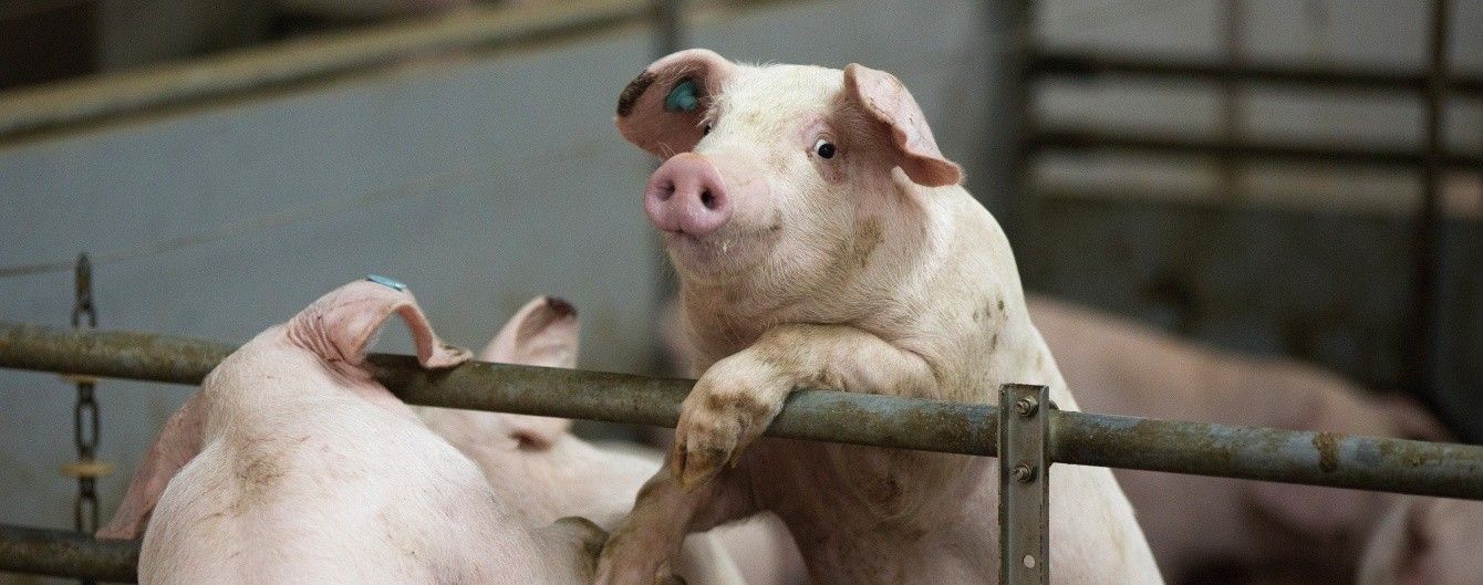 В мире предрекают глобальный дефицит свинины