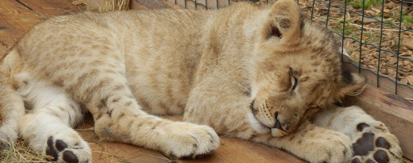В детсад на Киевщине привели маленького льва