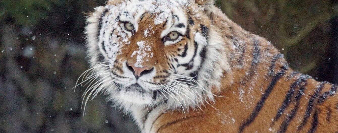 У Китаї чоловіка на смерть роздер тигр під час спроби безкоштовно пробратися до зоопарку