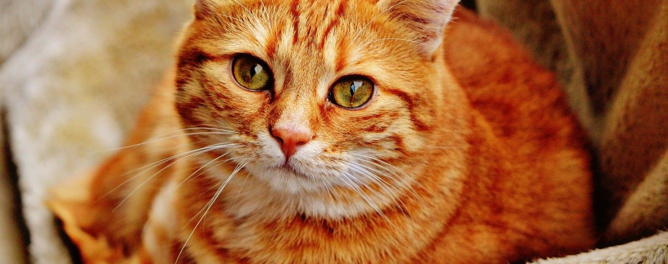 В Киеве вынесли приговор живодеру, который привязывал к дереву кота и бил его шлангом