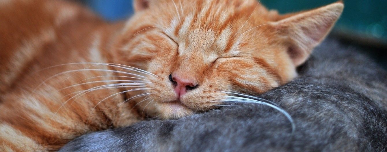 У США створили вино для котів