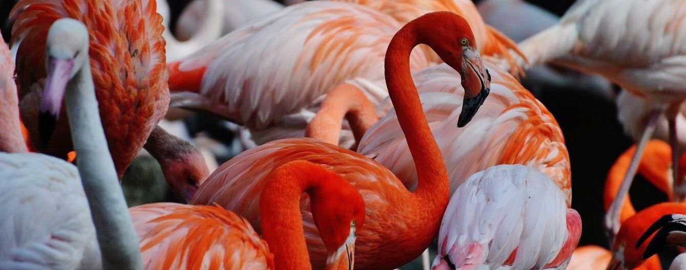 Незабутнє видовище: рожеві фламінго зупинились перепочити на озері у Казахстані