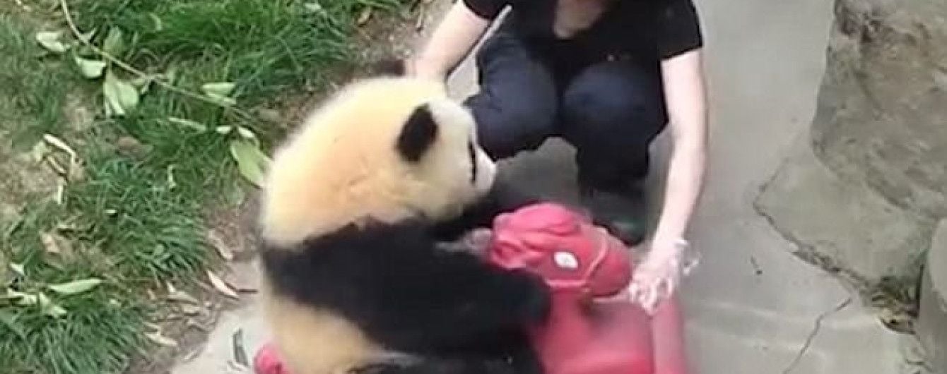 Користувачів Мережі розчулило відео з щасливою пандою, яка каталася на іграшковій конячці