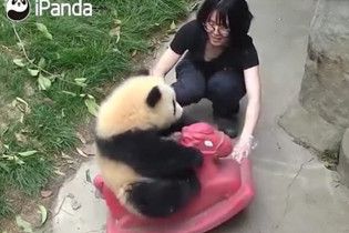 Користувачів Мережі розчулило відео з щасливою пандою, яка каталася на іграшковій конячці
