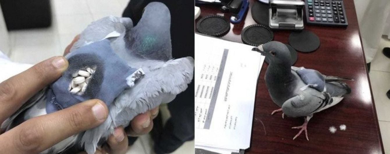 В Кувейті спіймали голуба з рюкзачком наркотиків